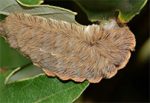 Venomous Fuzzy Caterpillars showing up in Georgia