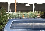 AAA Urges Drivers to properly secure Christmas Trees