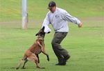 [VIDEO] K9 Certification Drills in Rome