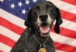 Law enforcement mourns the loss of beloved K9