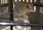 Highly Pathogenic Avian Influenza confirmed in commercial poultry flock in Gordon County