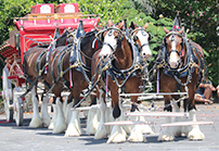 [VIDEO] Downtown Rome welcomes the Budweiser Clydesdales