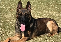 [PHOTOS] K-9 Lex retires
