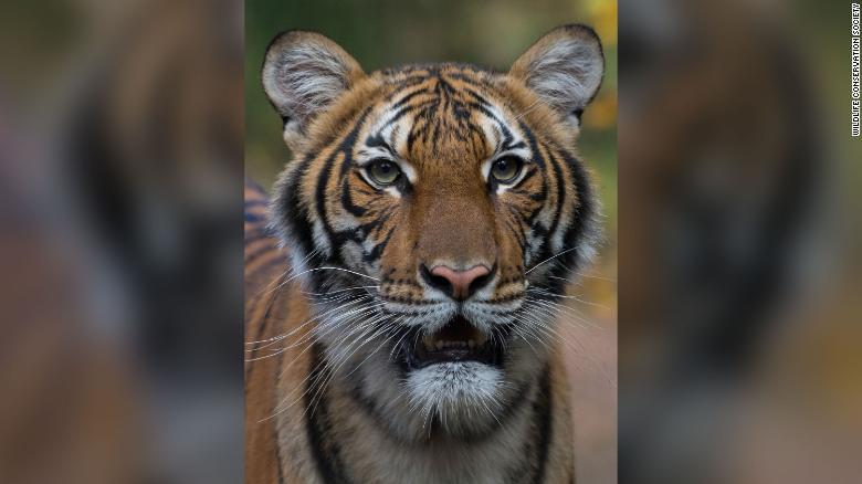 CORONAVIRUS: Bronx Zoo Says a Tiger Tested Positive