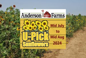Anderson Farms U-Pick Sunflowers