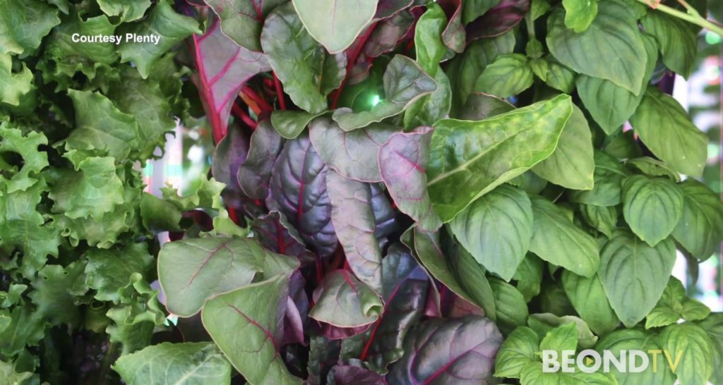 The future of farming is indoors and pesticide-free