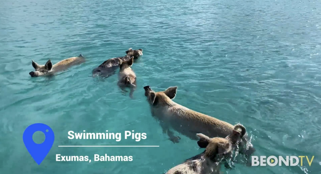 Swimming with pigs in Explore This: Exumas