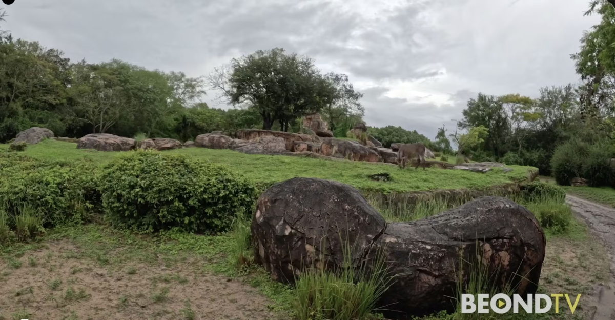 Disney World’s Kilimanjaro Safaris and Savor the Savanna