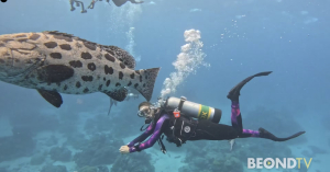 Dive the Great Barrier Reef and Skydive at Sunrise Over Cairns