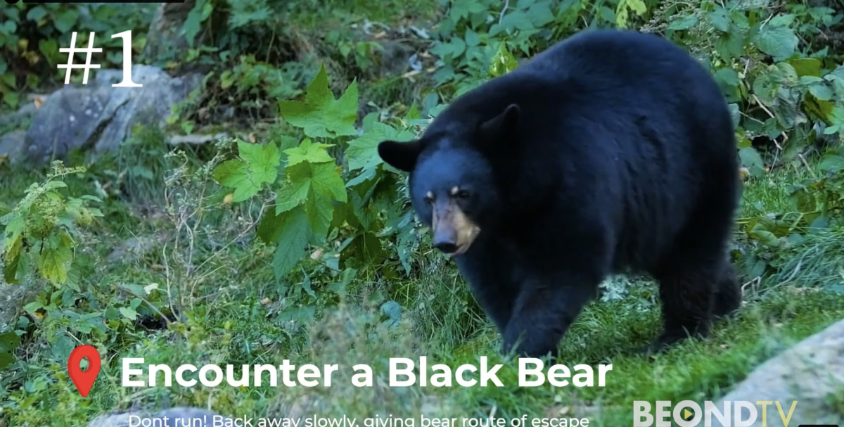 Travel Takes: Black Bear Safety on the Trails