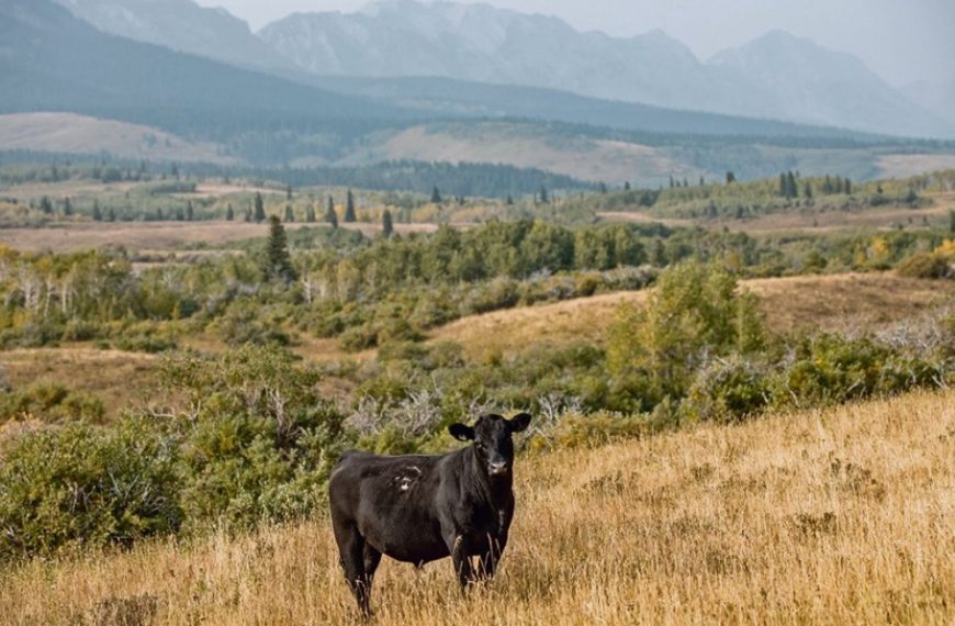 Family farms at risk from higher capital gains rates: GGC