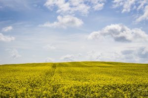 Nearly $15 million allocated to 53 crop research projects in Western Canada