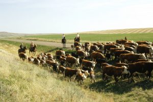 $7.2 million of funding to support 30 livestock and forage research projects in Saskatchewan