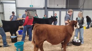 Saskatchewan cattle prices maintain record highs, but mixed compared to the prior week