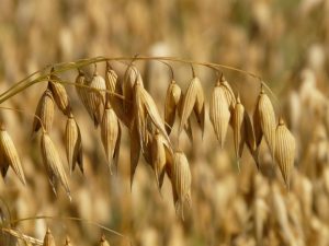 American tariffs will hit oats from Yorkton processor