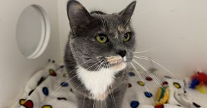 RMWB Investigating Abandoned Cat Case, Reminds Owners of Pet Responsibility