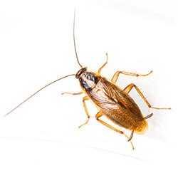SHA continues to investigate cockroach issues throughout the province