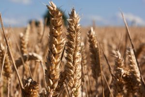 Nearly $12 million in funding will support development of new wheat varieties