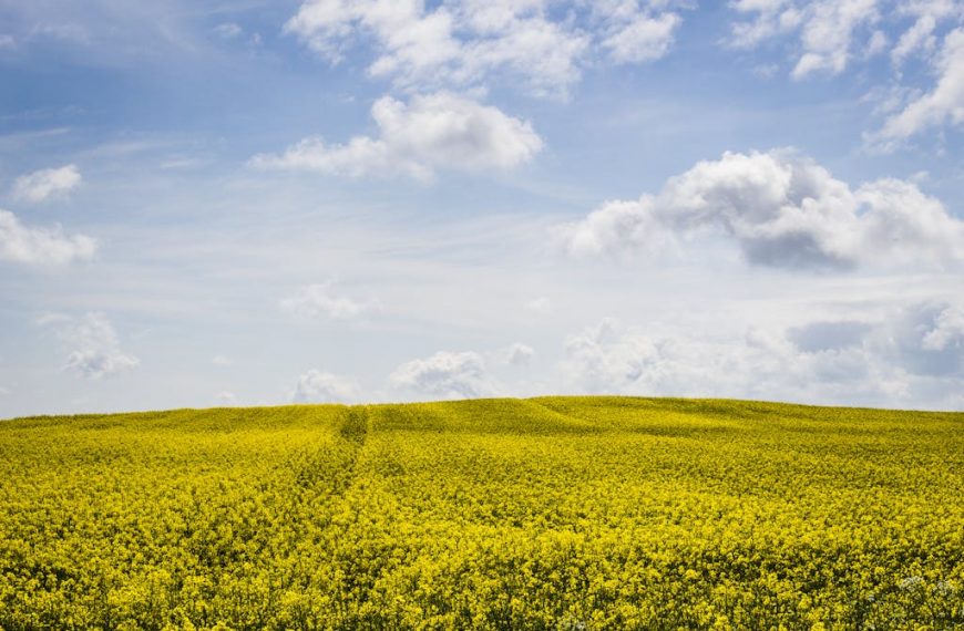 A picturesque canola field under a clear blue sky, showcasing rural tranquility and natural beauty.