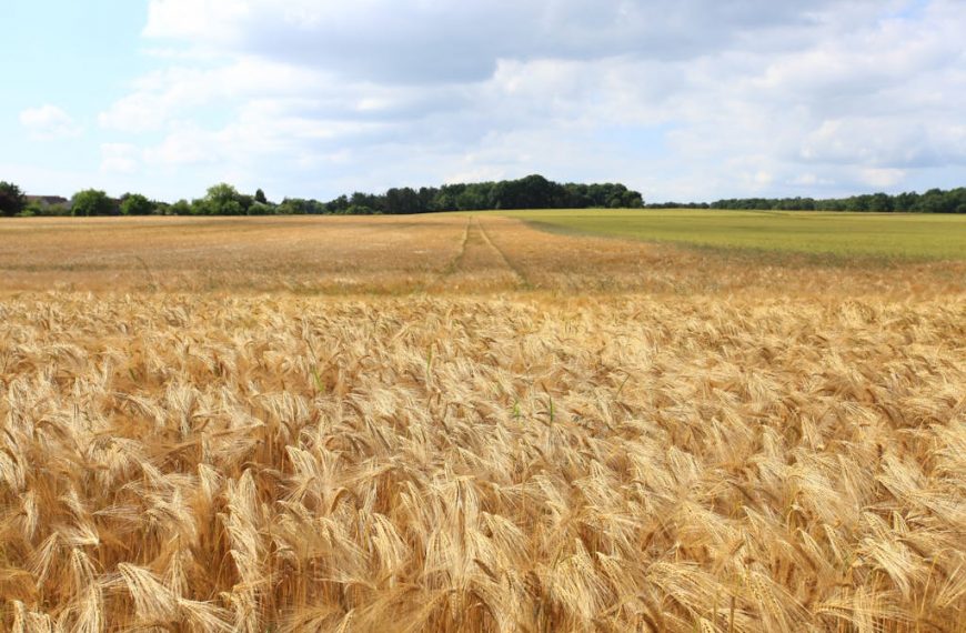 A vast golden wheat field stretches under a bright blue sky with fluffy clouds.