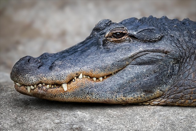 A Saltwater Croc Fought An Alligator