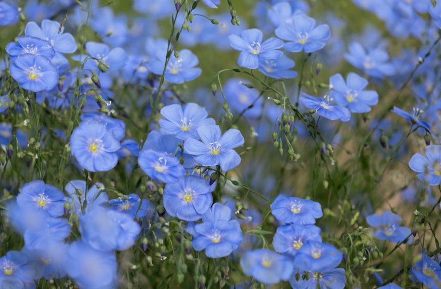 Bright blue flax flowers in full bloom in a lush meadow, capturing the essence of nature's beauty.