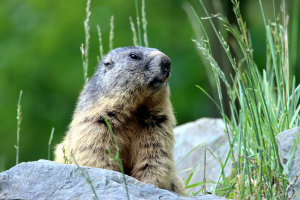 LISTEN – PETA’s Groundhog Gripes