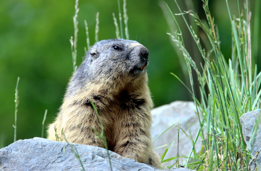 LISTEN – PETA’s Groundhog Gripes