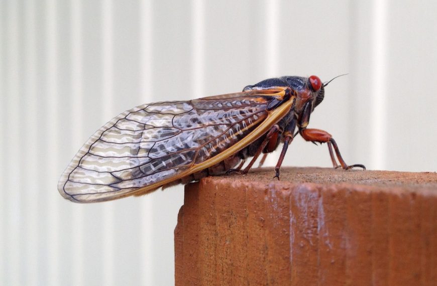 Cicadas Contracting STD That Transforms Them Into Hypersexual ‘Zombies’