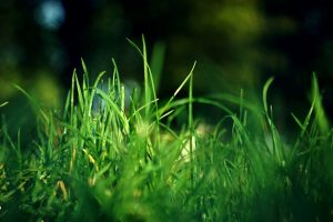 Rain hinders RMWB grass maintenance