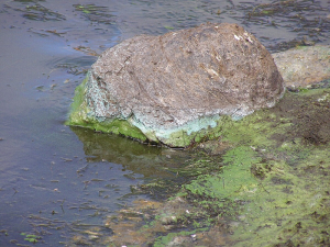 Algae advisory remains for Gregoire Lake