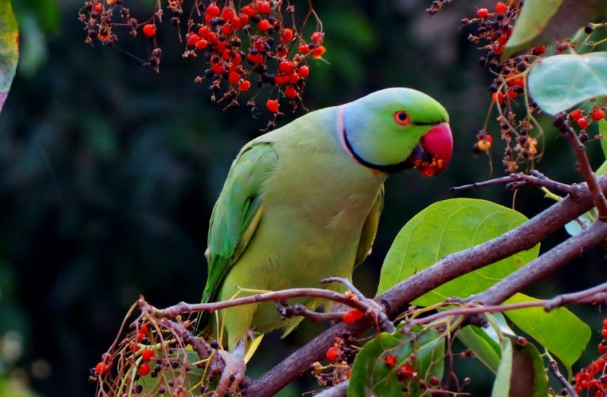 Green and Red Beak Bird on Grey Branch