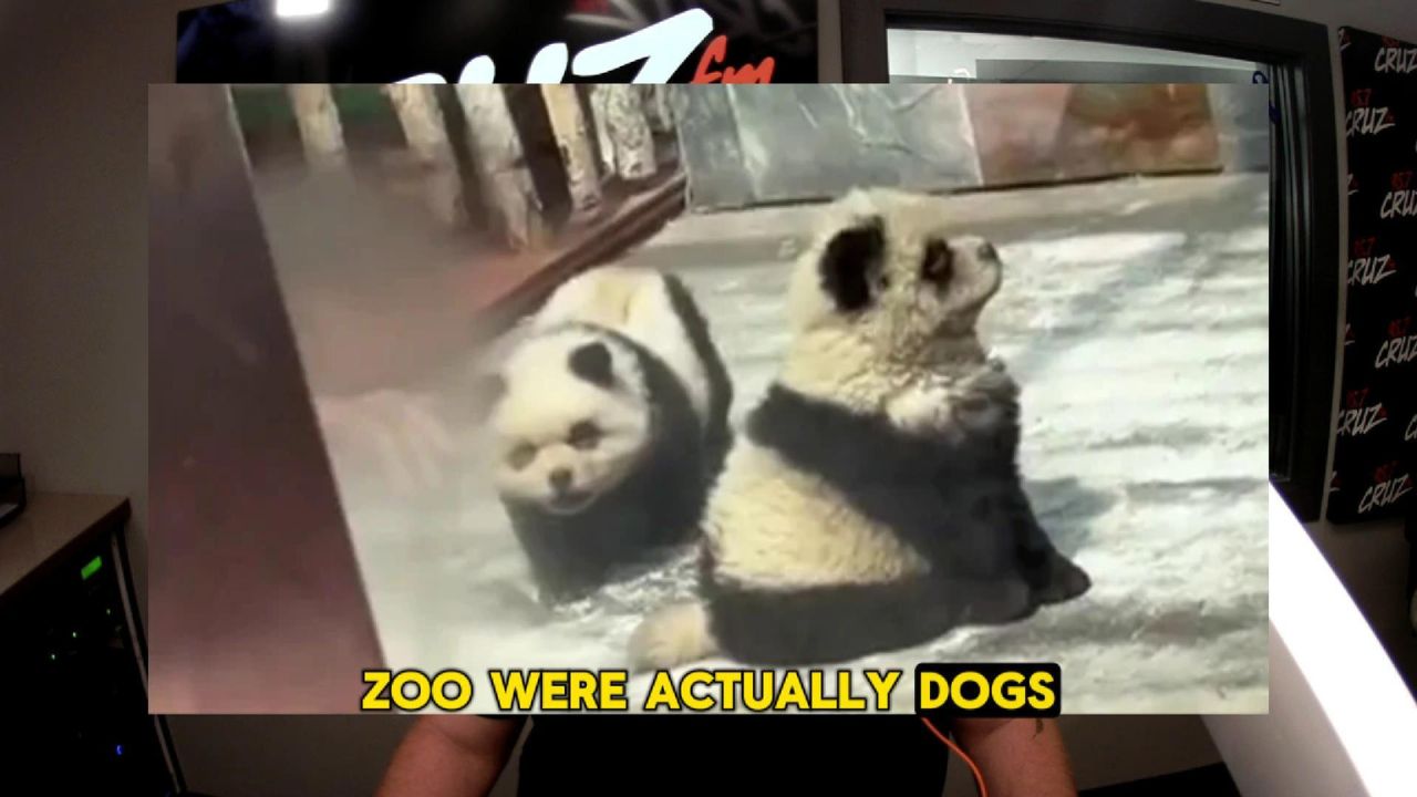 The Grant Report: fake pandas are dogs