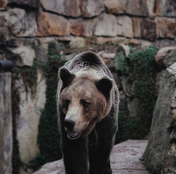 Brown Bear in Zoo