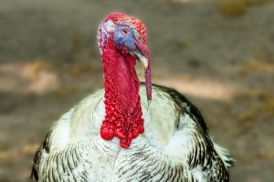 The Vandal Turkey