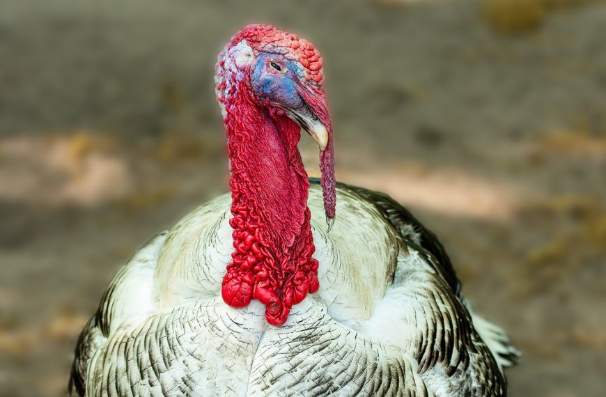 The Vandal Turkey