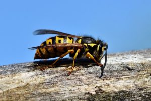 How To Deter Those Bastard Wasps