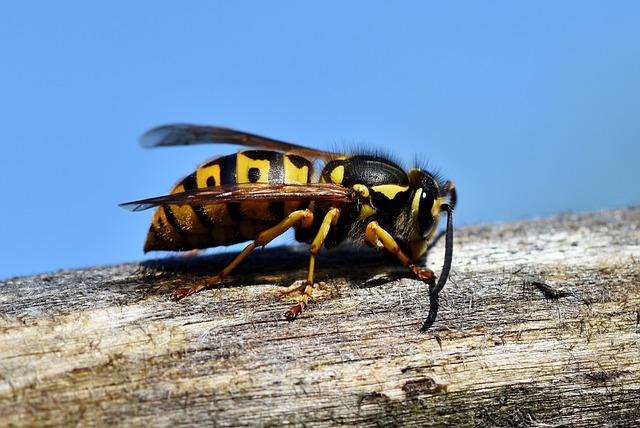 How To Deter Those Bastard Wasps