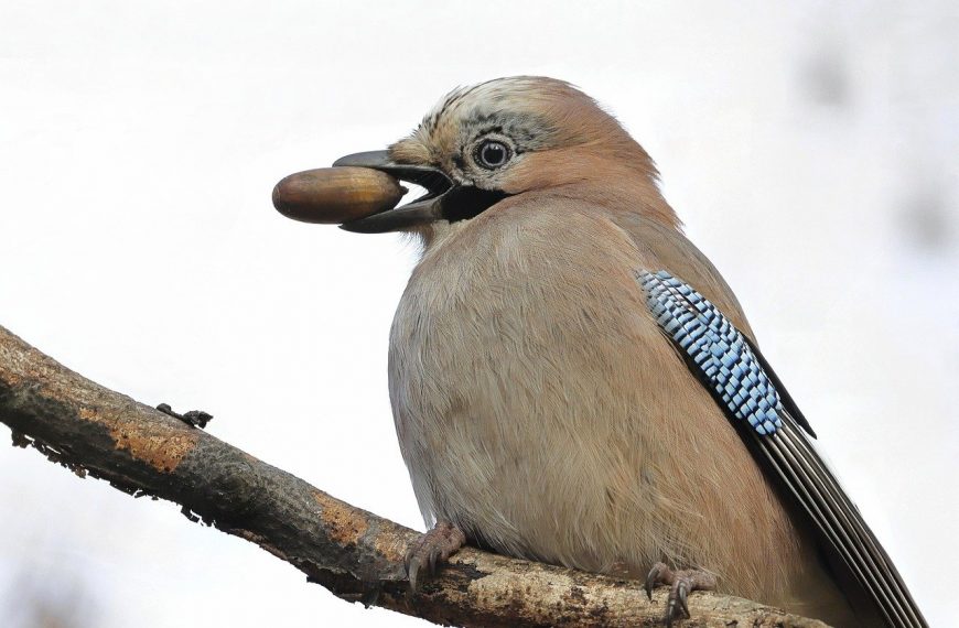 Lisa’s Top 7 Intelligent Birds For National Bird Day