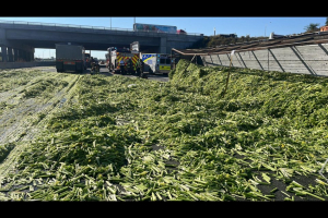 Celery Where It Should Be. Spilled All Over The Highway.