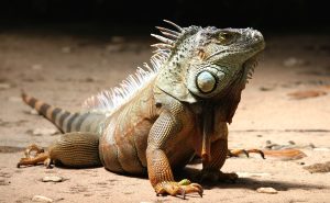 Frozen Iguanas Are Falling From The Sky In Florida