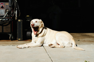 Why is Yawning Contagious?