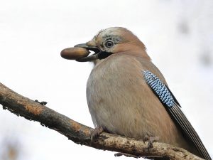 Lisa’s Top 7 Intelligent Birds For National Bird Day