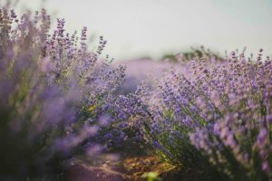 New Taste Tuesday: Starbucks Lavender Oat Chill