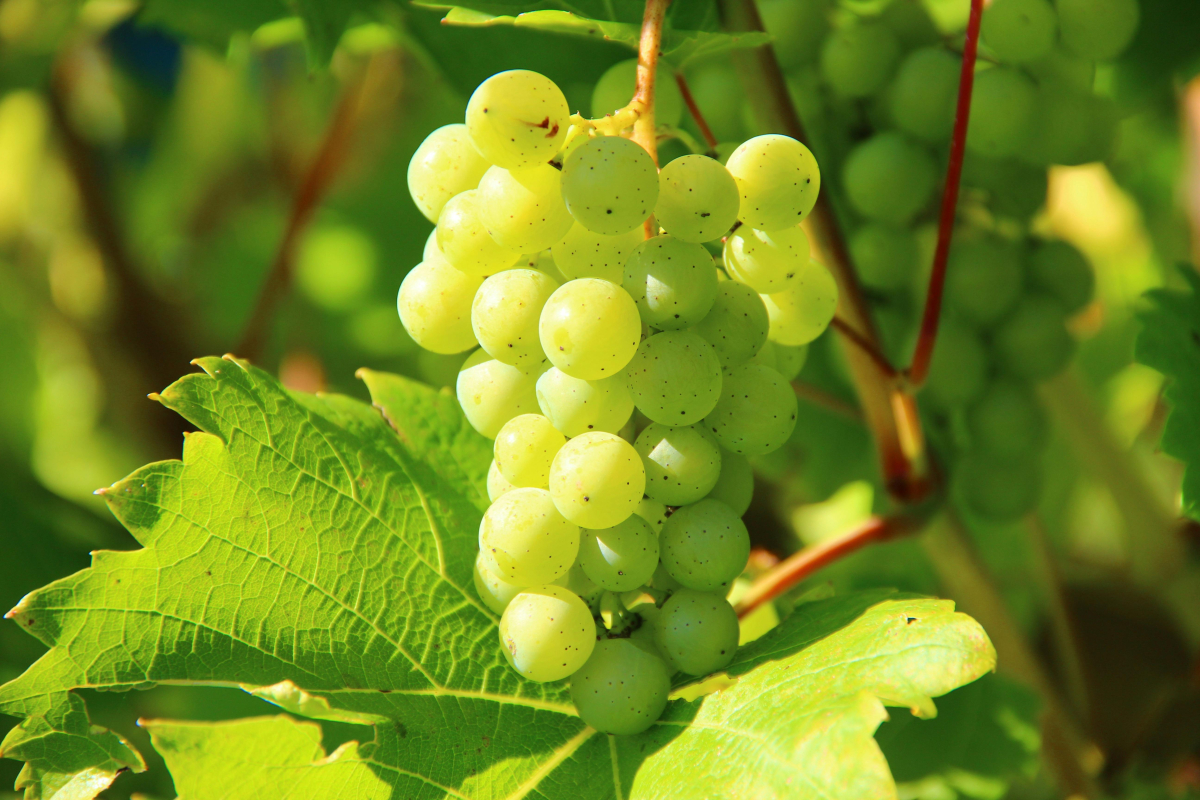 New Taste Tuesday: Frozen Fruit Roll-up Grapes