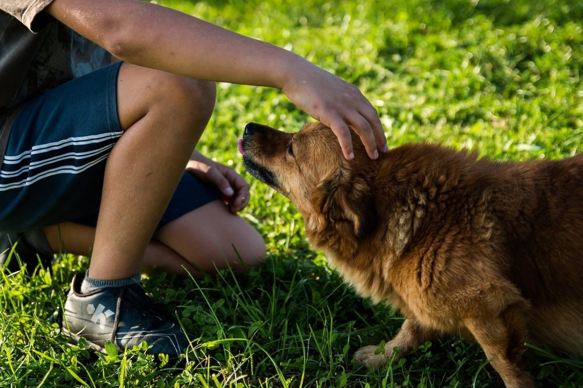 Canadian Man Breaks World Record For Dog-Walk