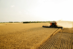 Farm leaders 50 percent done harvest, yields average to “a little” above average
