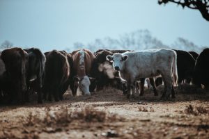 Sask. Cattle prices in the red this past week: Cattle Market Update