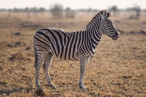 Zebras in Saskatchewan? (Audio)
