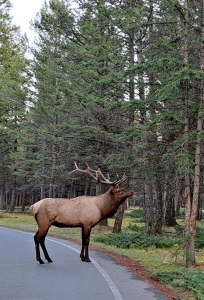 Mating Season Can Mean More Car Versus Animal Crashes.